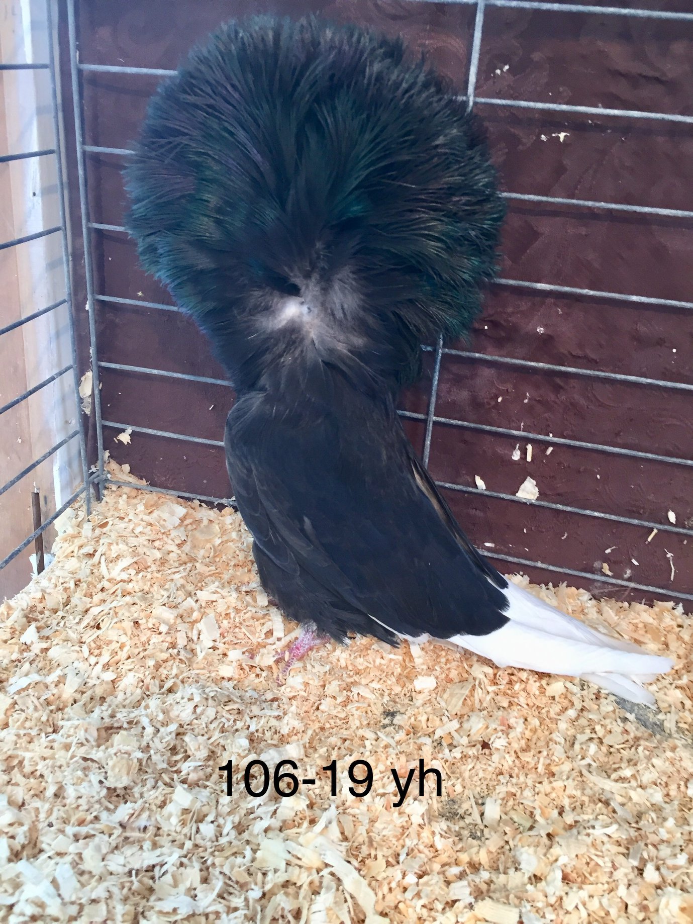 106-19 black hen