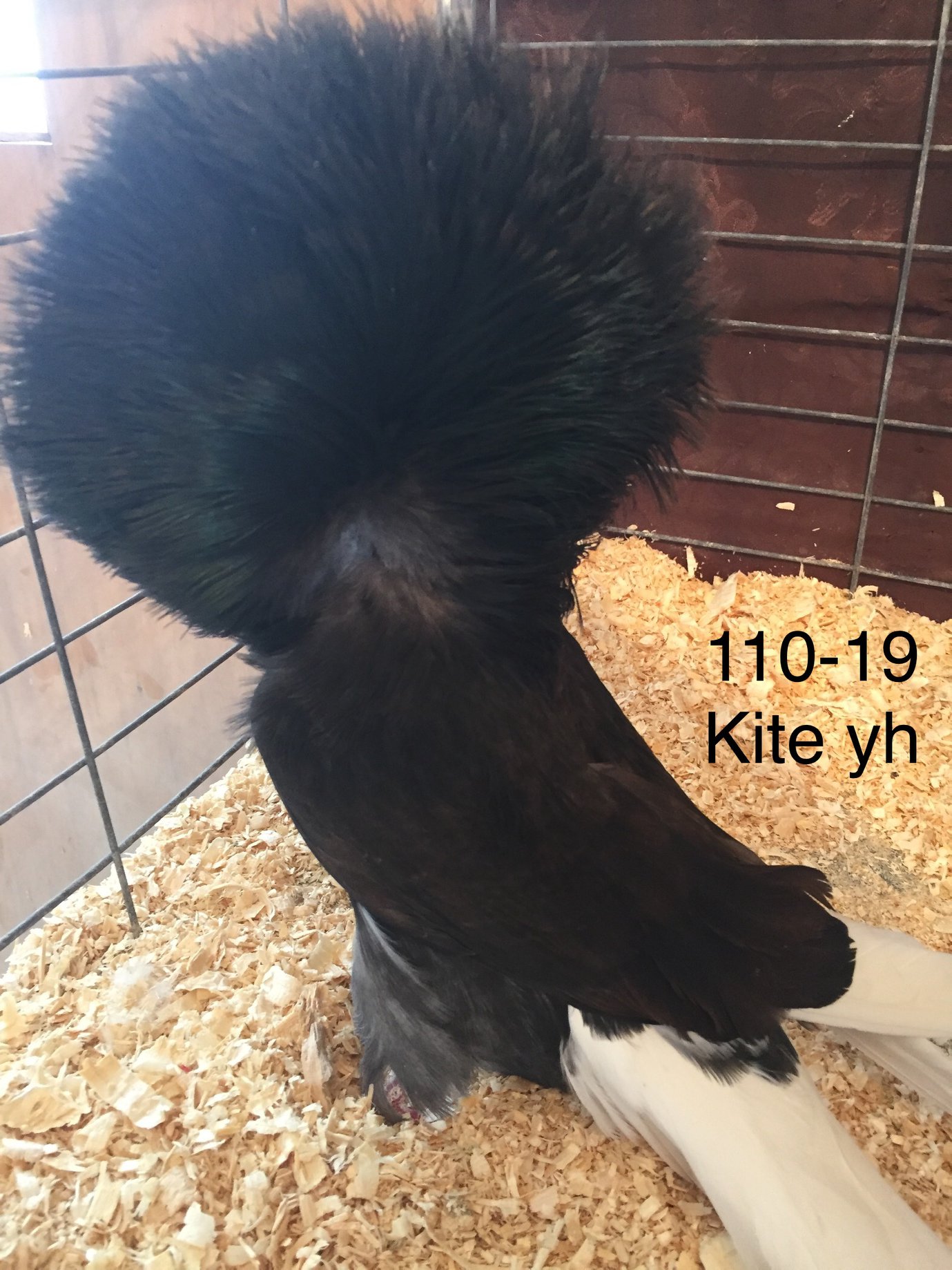 110-19 kite hen I.