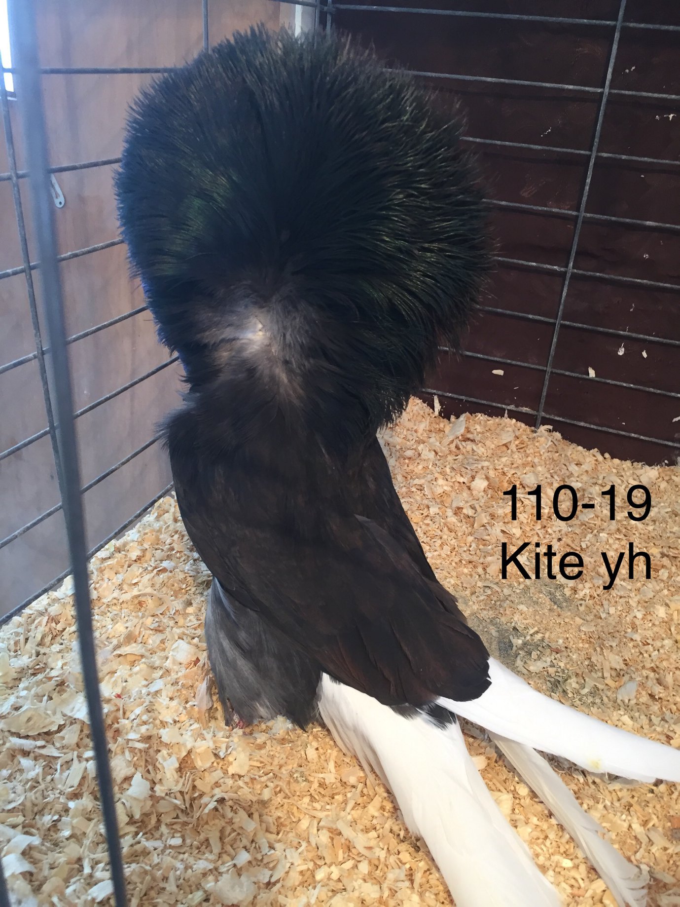 110-19 kite hen II.