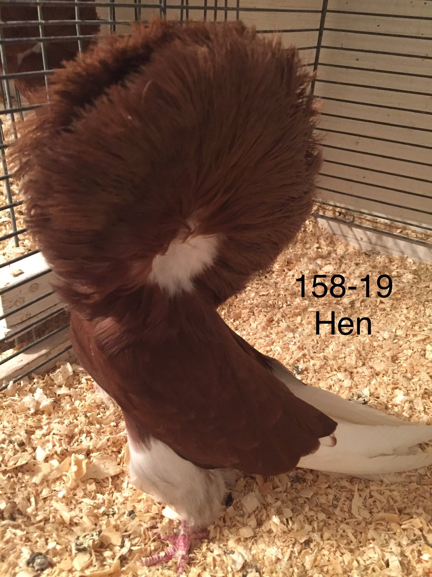 158-19 red hen