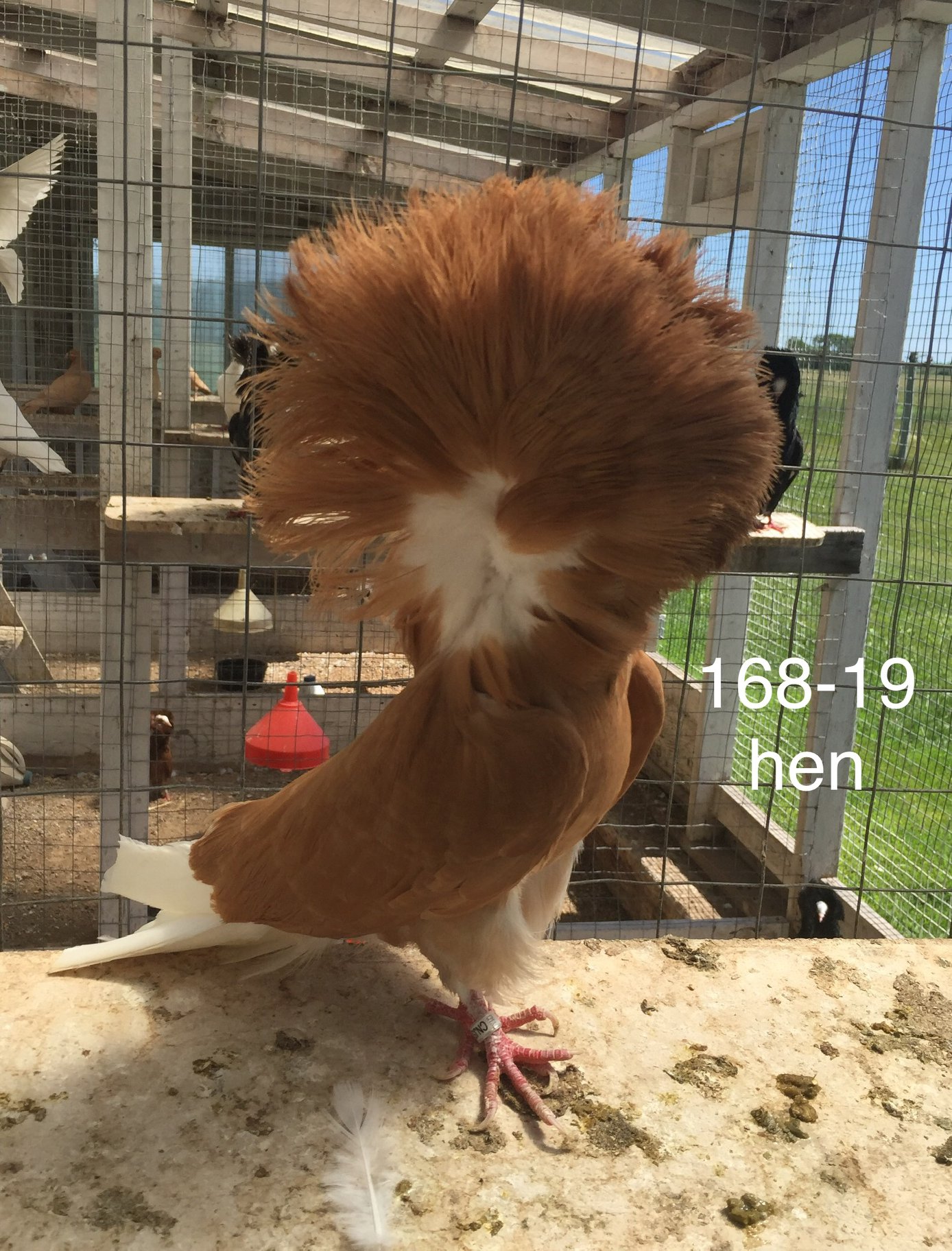 168-19 yellow hen