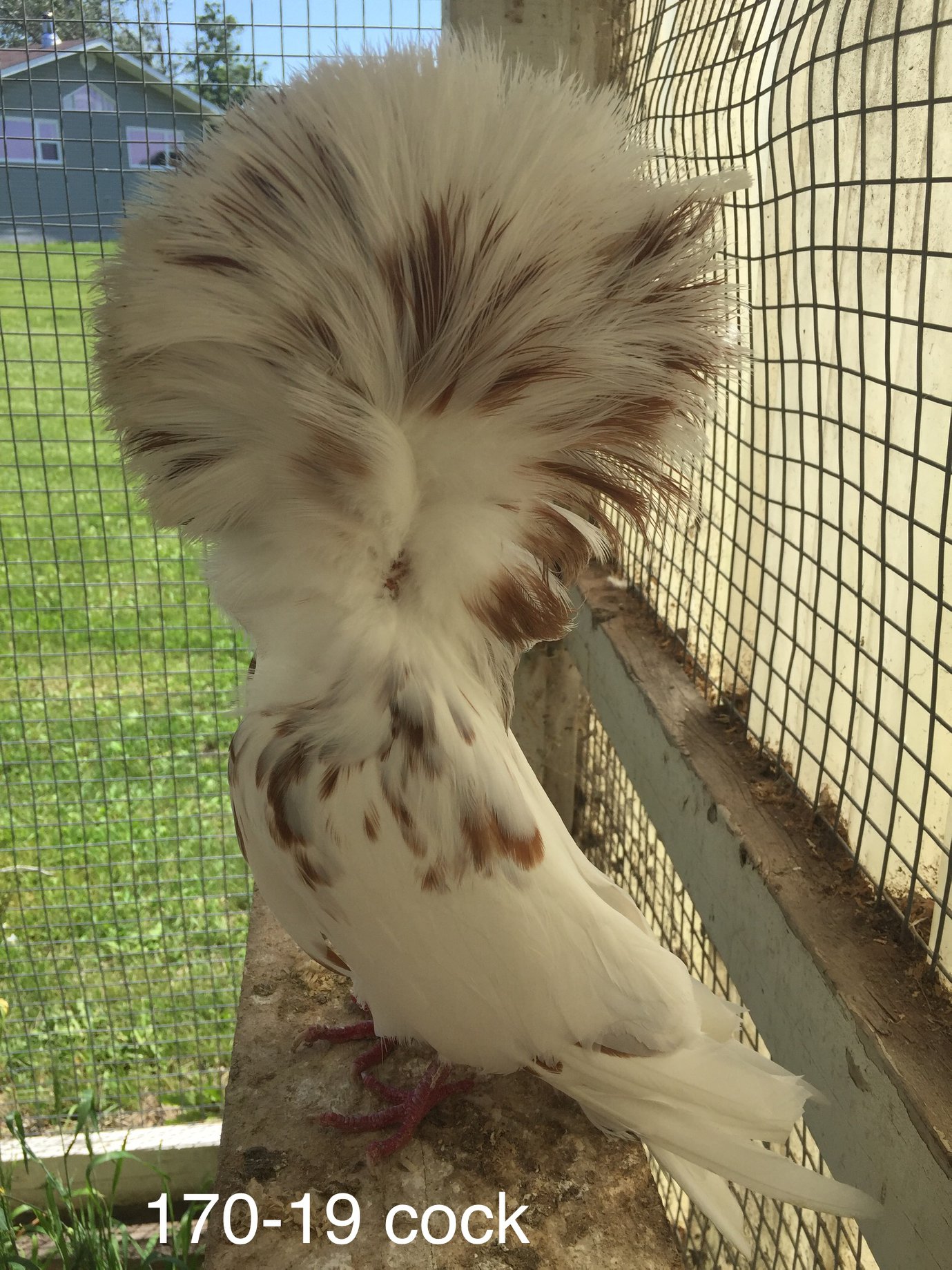 170-19 light red splash cock