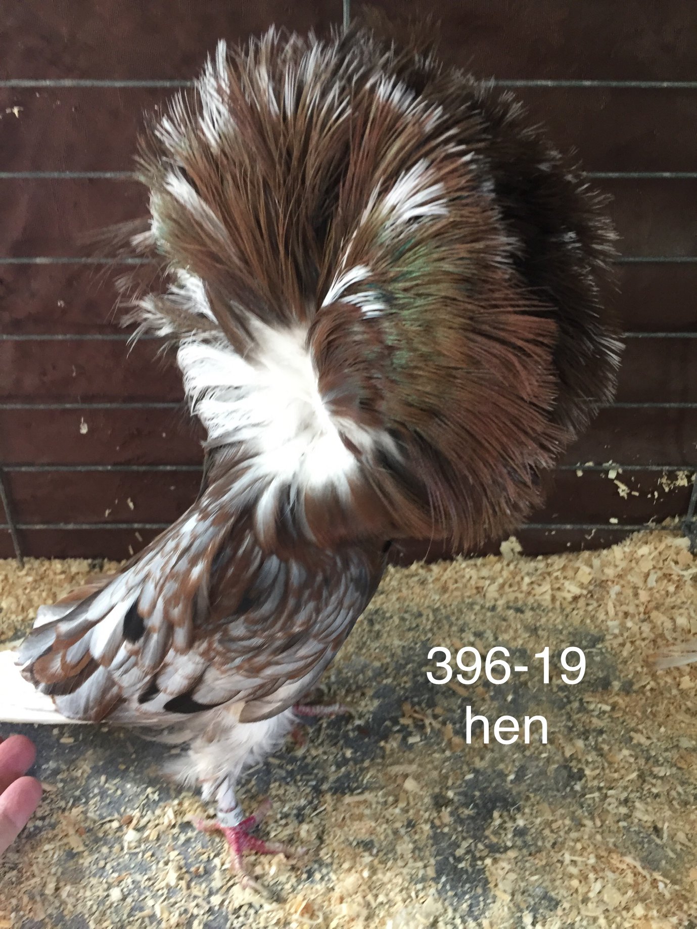 396-19 Andalusian hen