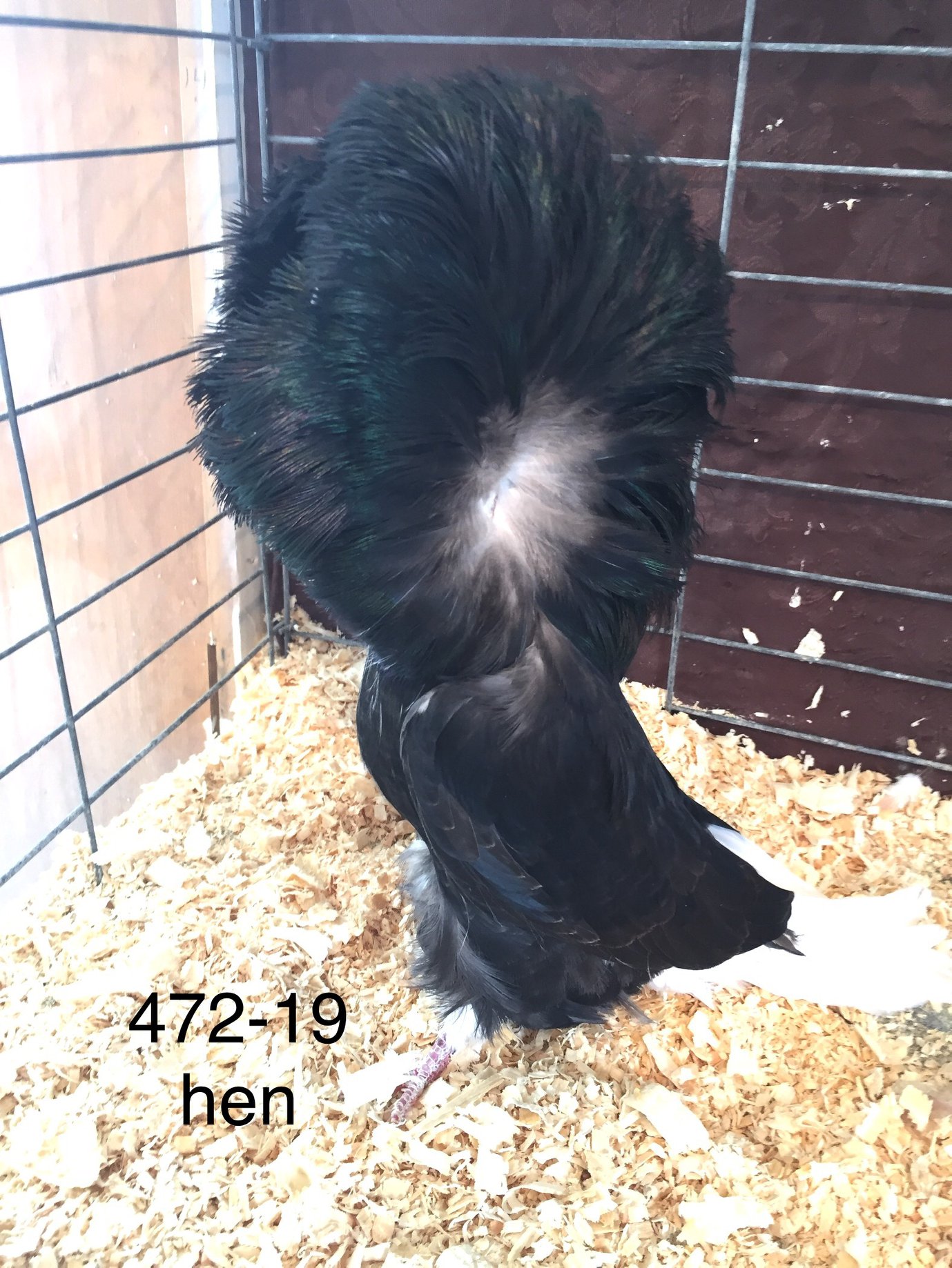 472-19 Black hen