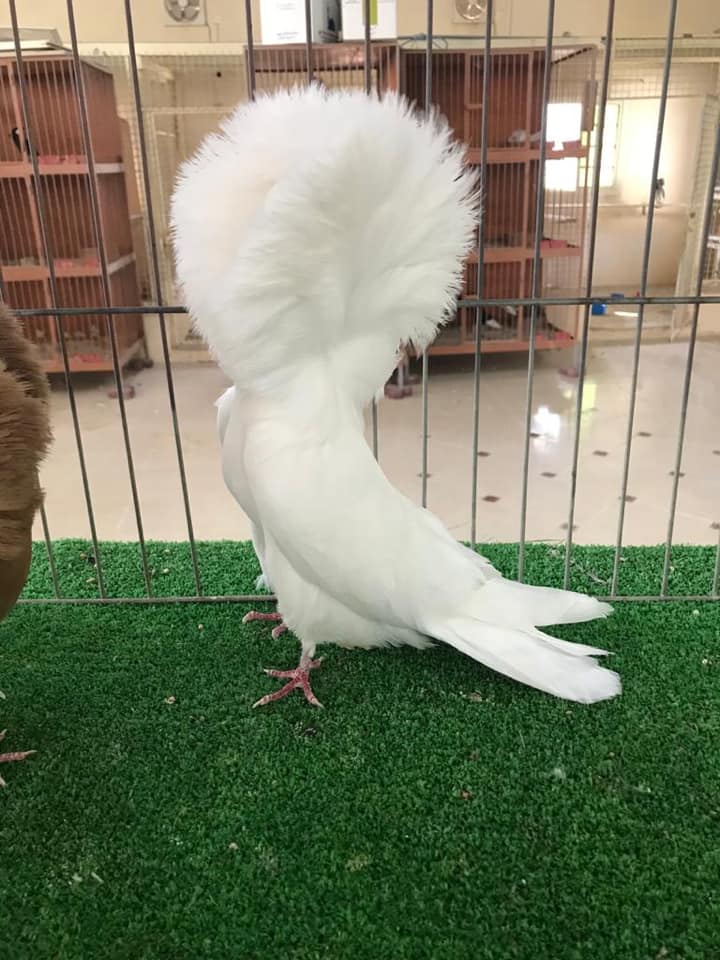 White Cock of 2019 1
