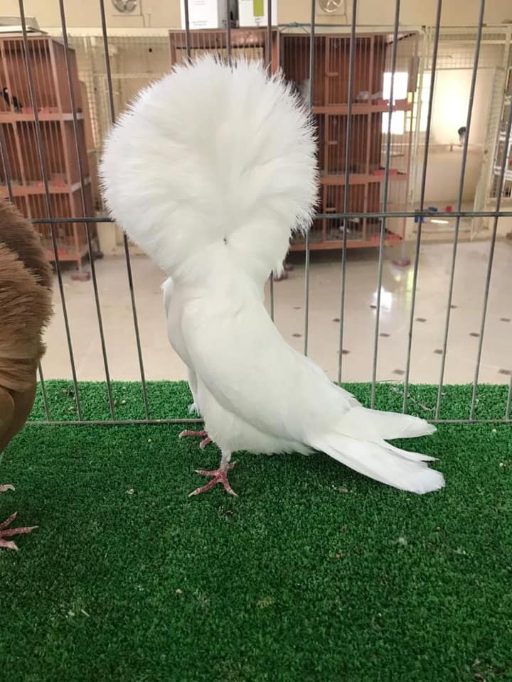 White Cock of 2019 2