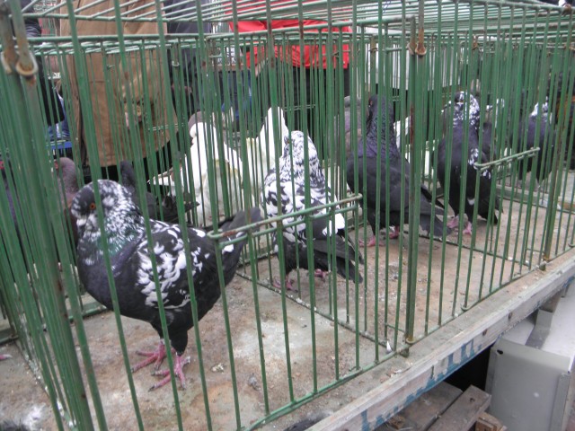 PB150033