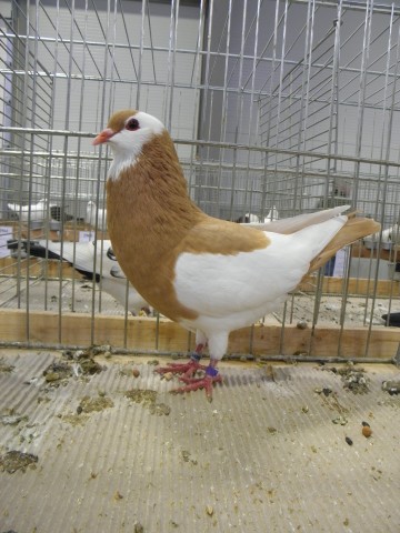 PB150276