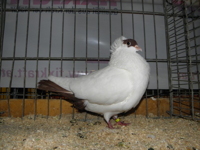 PC200352