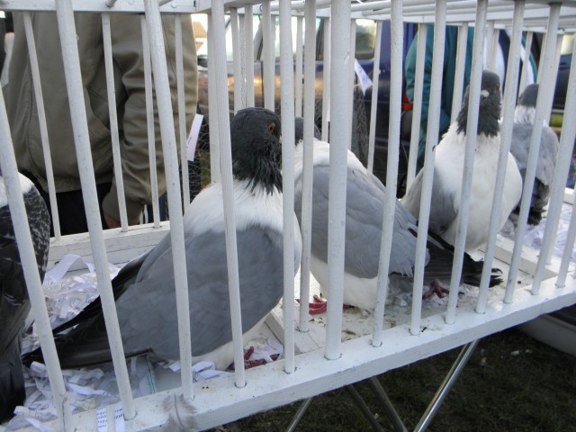 P9130461