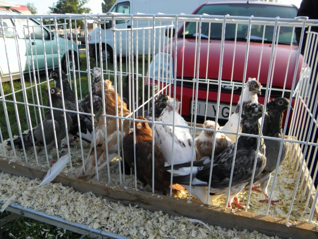 P9130565