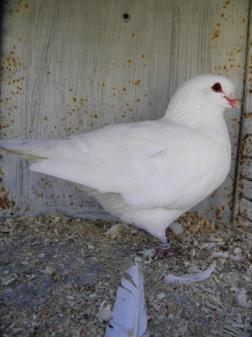 P9190034