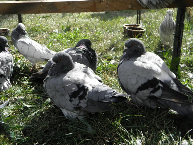 P9260266