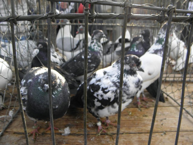P2060086