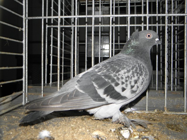 P2130271