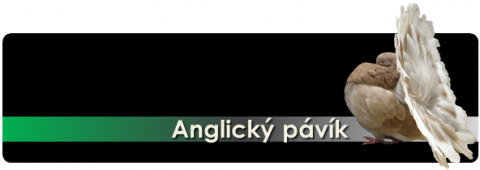 anglicky-pavik.png