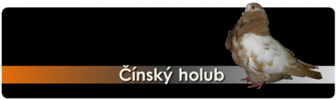 cinsky-holub.png