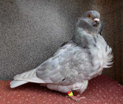 cinsky-holub-stribrny--chinese-owl-pigeon-silver-.png