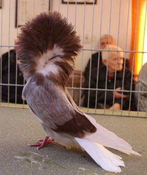 parukář červeně palvý